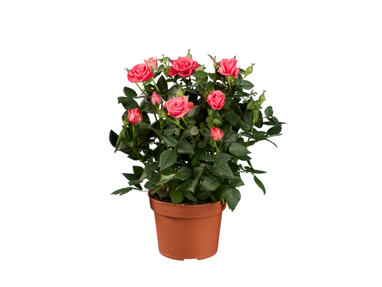 Trandafiri în ghiveci: tufă de trandafiri roz într-un ghiveci de teracotă.