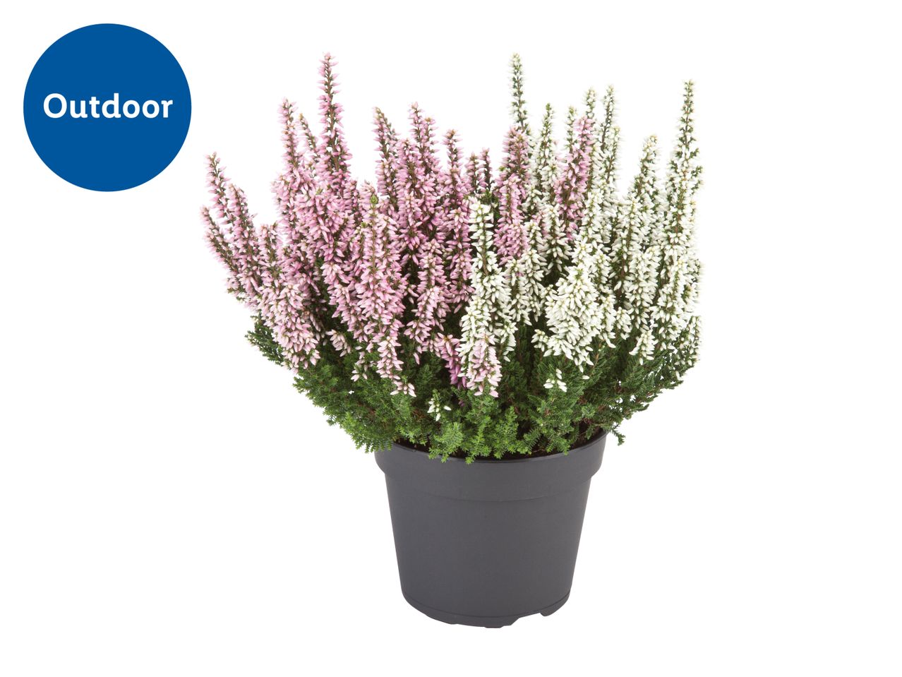 Potted heather plant with pink and white flowers, labeled 'Outdoor'.
