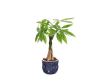 Pachira plant in a blue pot.