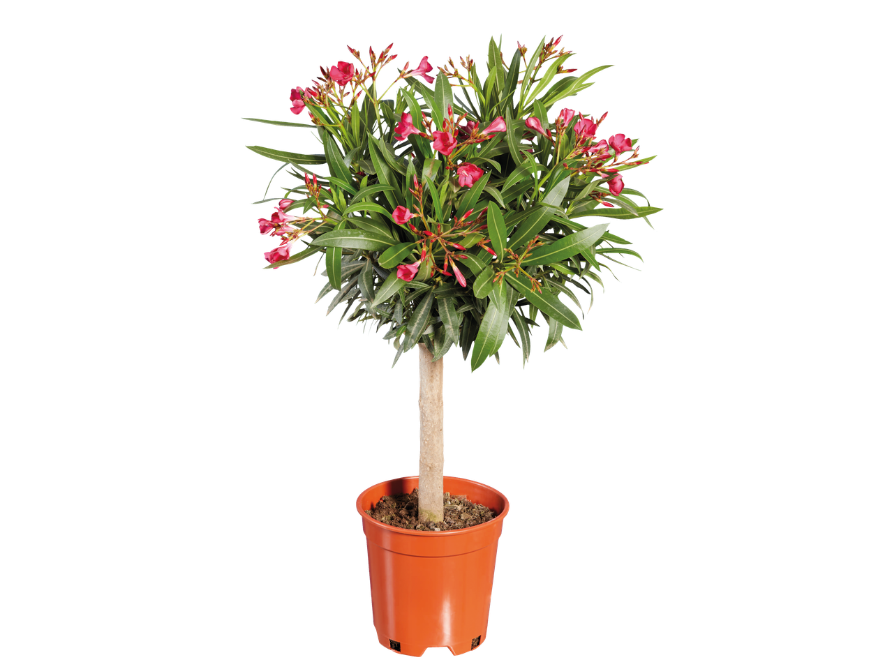 Oleander boompje in pot met roze bloemen en groene bladeren.