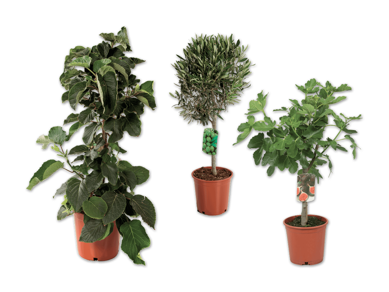 Drei Topfpflanzen: Kiwi, Olivenbaum und Feigenbaum, auf schwarzem Hintergrund.