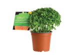Planta de manjericão em vaso, Portugal Original.