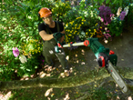 Man in safety gear pruning a tree branch with a long pole chainsaw in the garden.