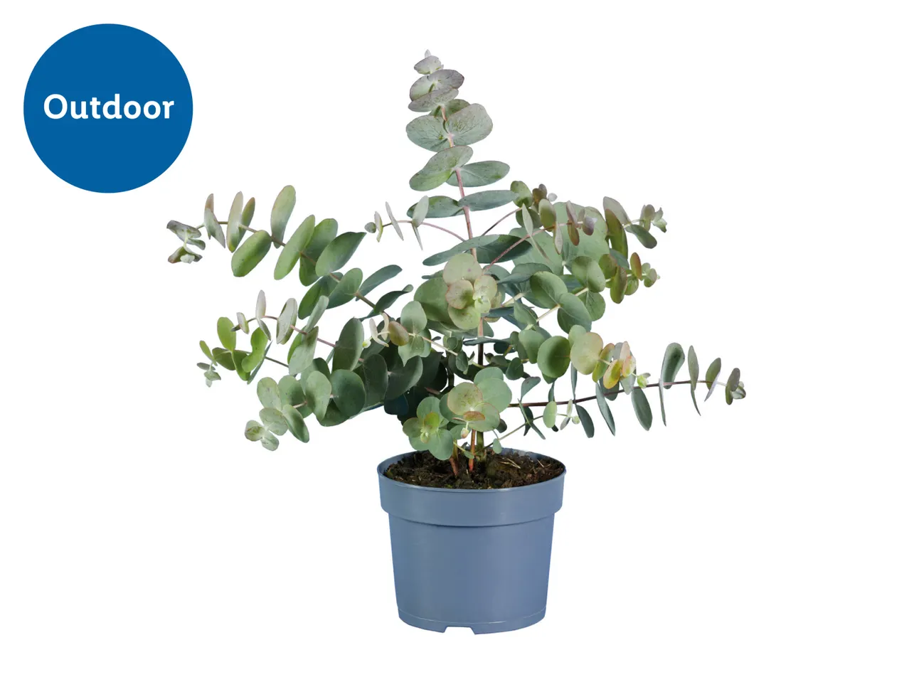 Potted eucalyptus plant with a blue 'Outdoor' label.