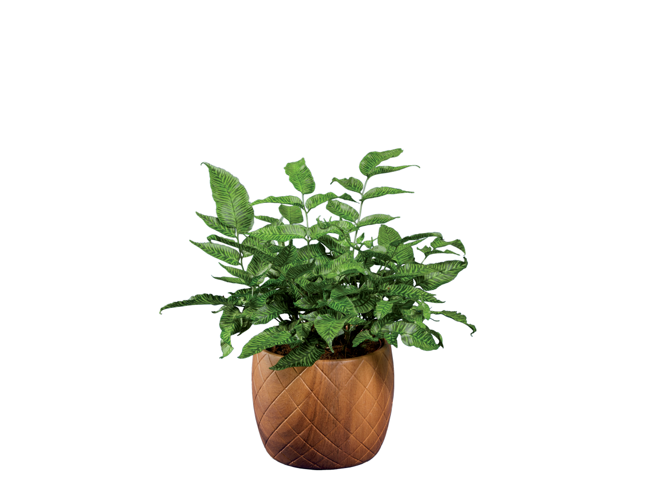 Uma planta verde listrada em um vaso marrom estampado.