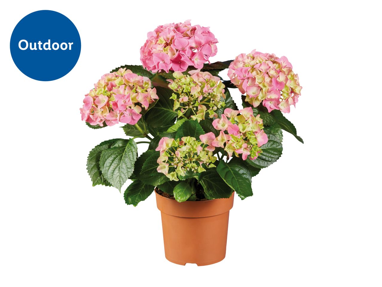 Potted pink and green hydrangea plant with a blue 'Outdoor' label.