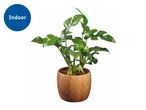 A small Monstera plant in a light brown wooden pot.