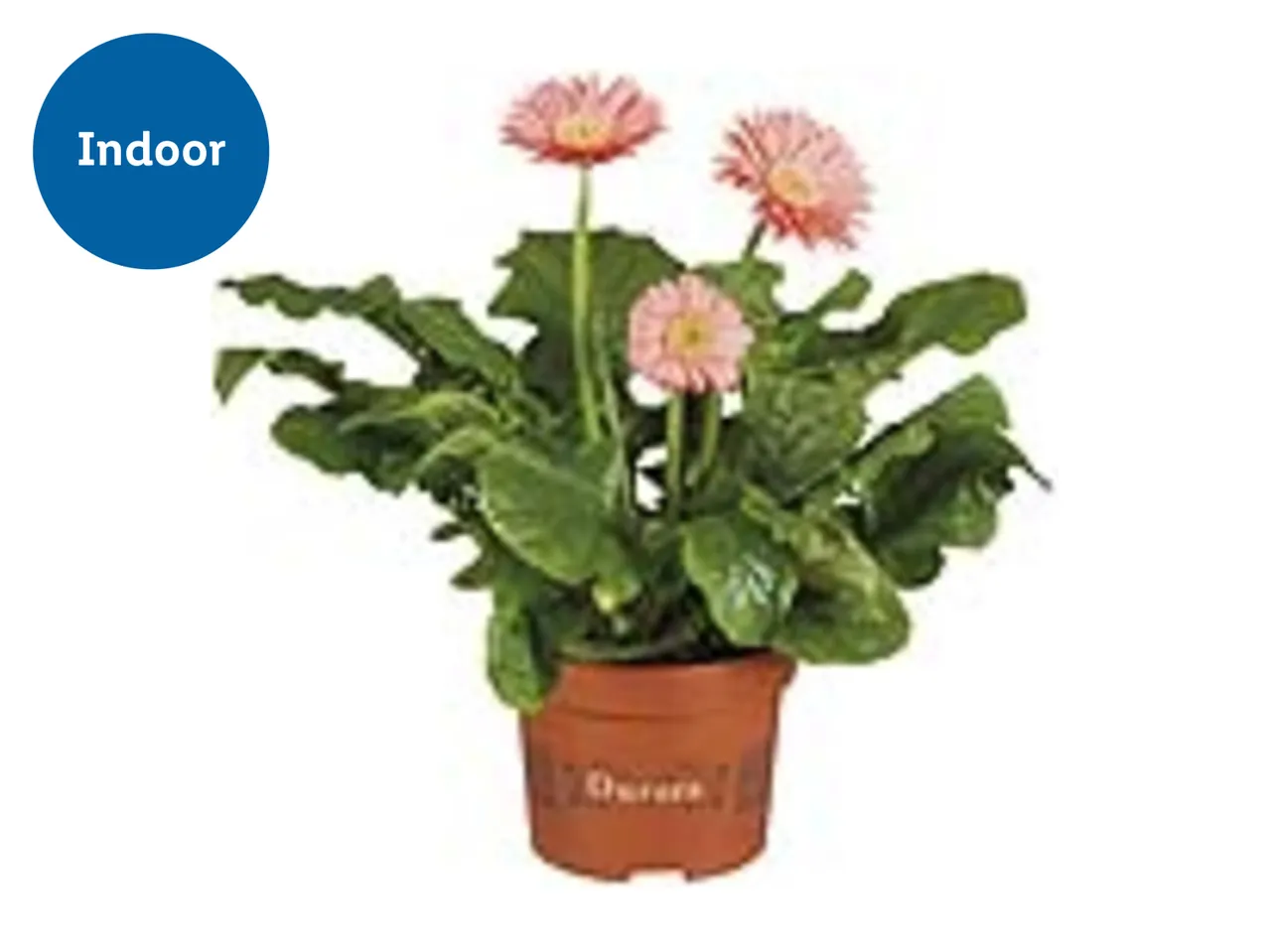 Potted pink Gerbera daisies with an 'Indoor' label.