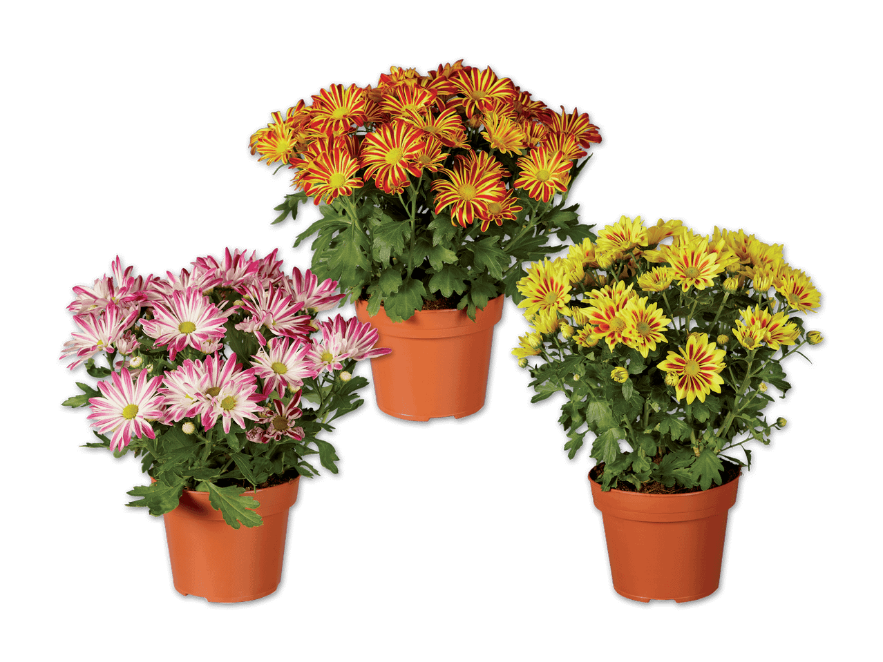 Drei Topf-Chrysanthemen in Orange, Rosa und Gelb.