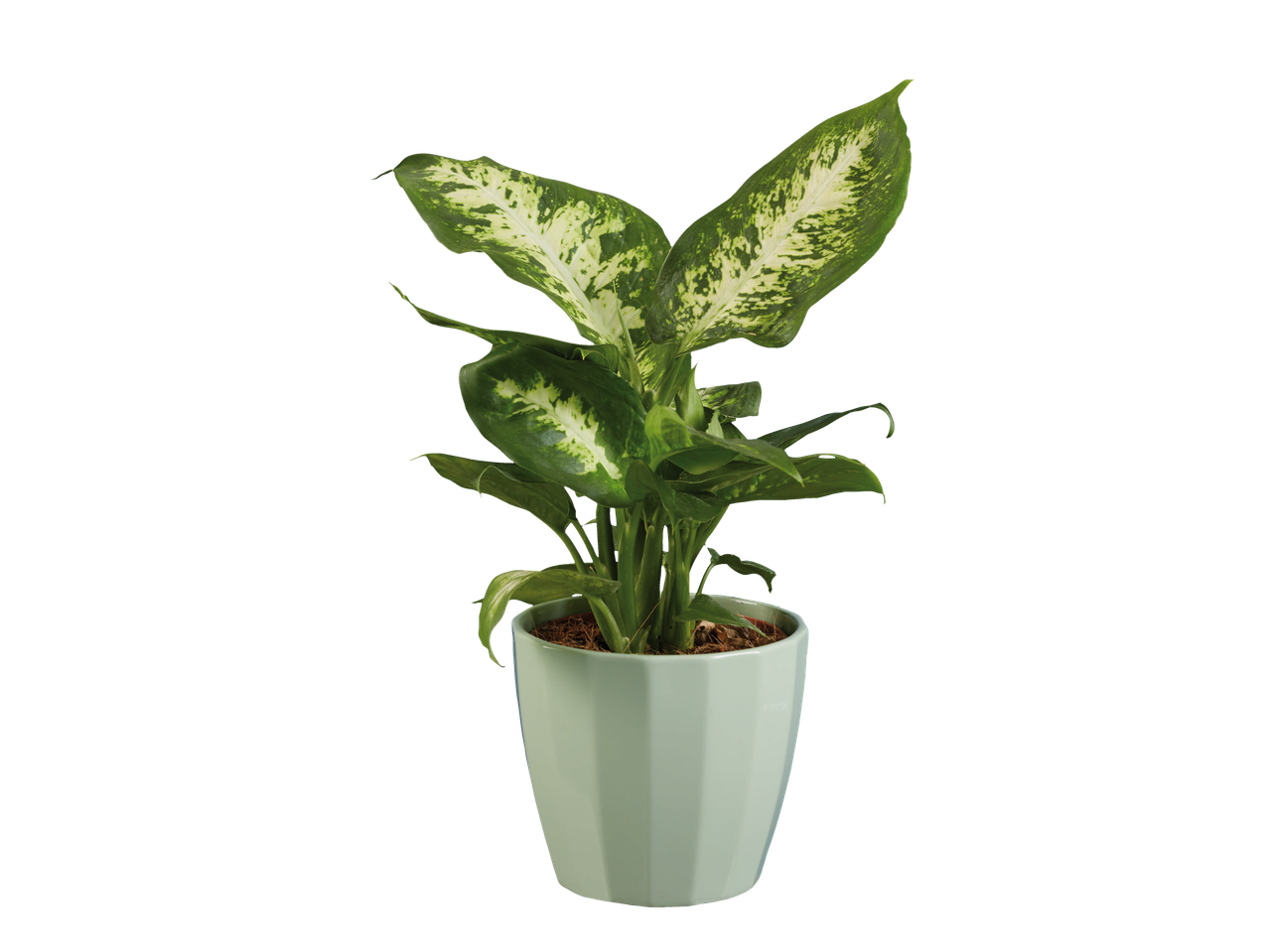 Dieffenbachia variegata em vaso verde claro.