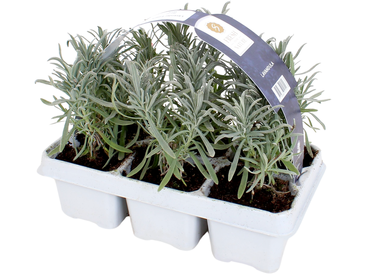A six-pack of Lavandula plants from Fresh from Nature sits in a white plastic container.