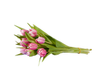 Um ramo de tulipas rosa.