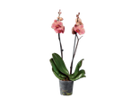 Uma bela orquídea rosa em um vaso.