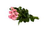 Buquê de rosas cor-de-rosa em fundo preto.