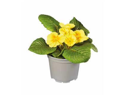 Nagyméretű primula*