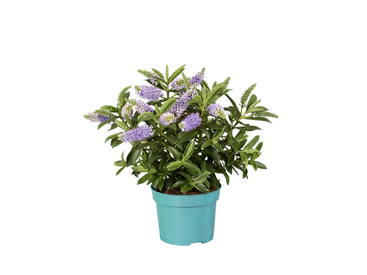 A potted Hebe plant with purple and white flowers on a black background.