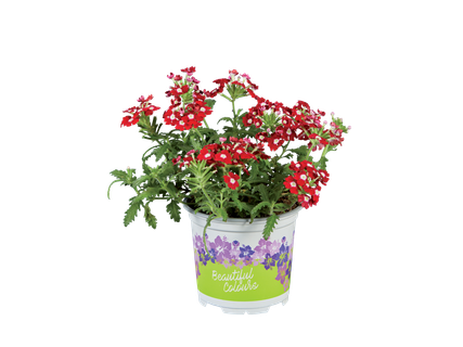 Plantes pour parterre