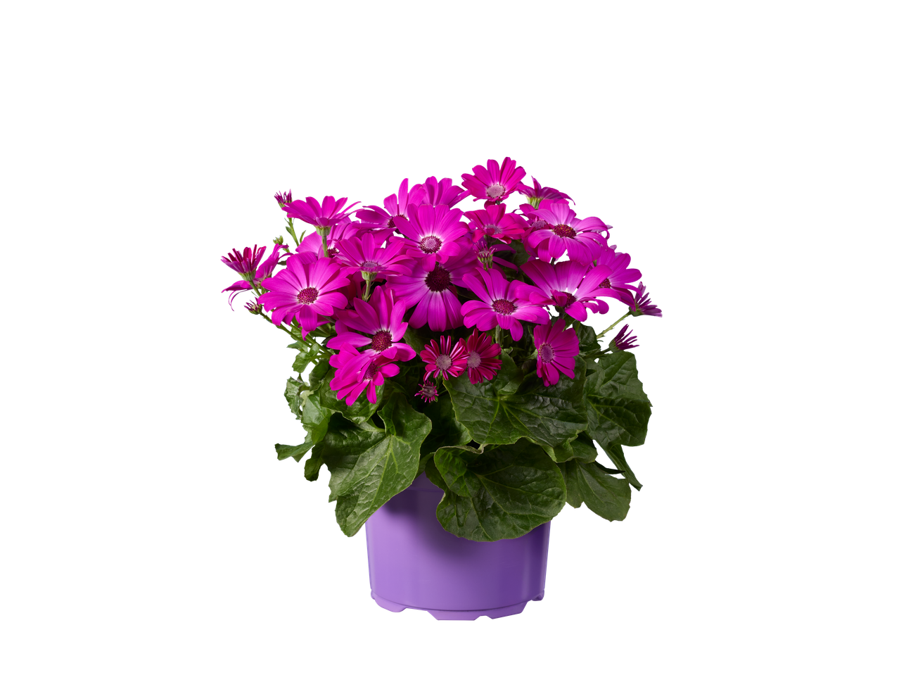 Paarse Teneriffa asters in een pot op een zwarte achtergrond.