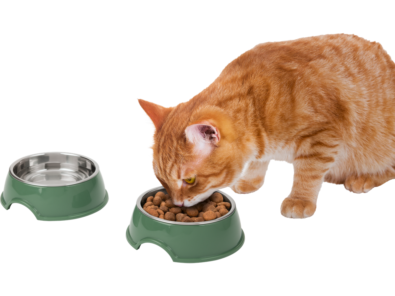 An orange cat eats from its green food bowl.