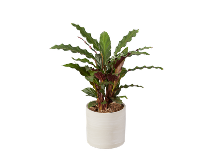Kamer- plantenmix in pot