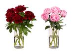 To buketter pæoner i glasvaser: en med mørkerøde blomster og en med lyserøde blomster.
