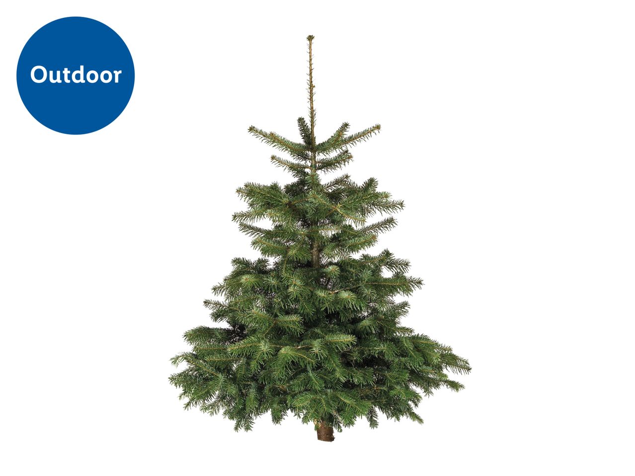 Outdoor Christmas tree with a blue circle label saying 'Outdoor'
