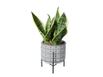 Snake plant in a black and white geometric pot on a stand.