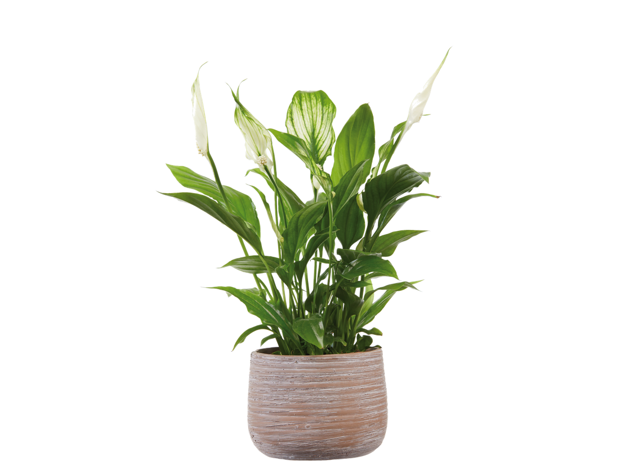 Plantă de pace într-un ghiveci de ceramică.