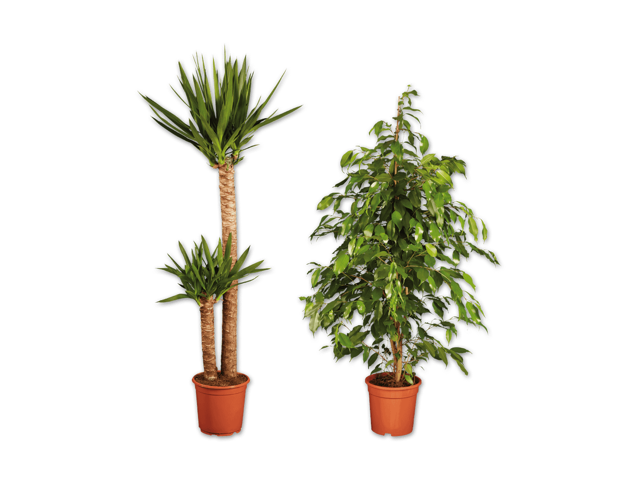 Zwei Topfpflanzen: eine Yucca-Palme und ein Ficus Benjamina