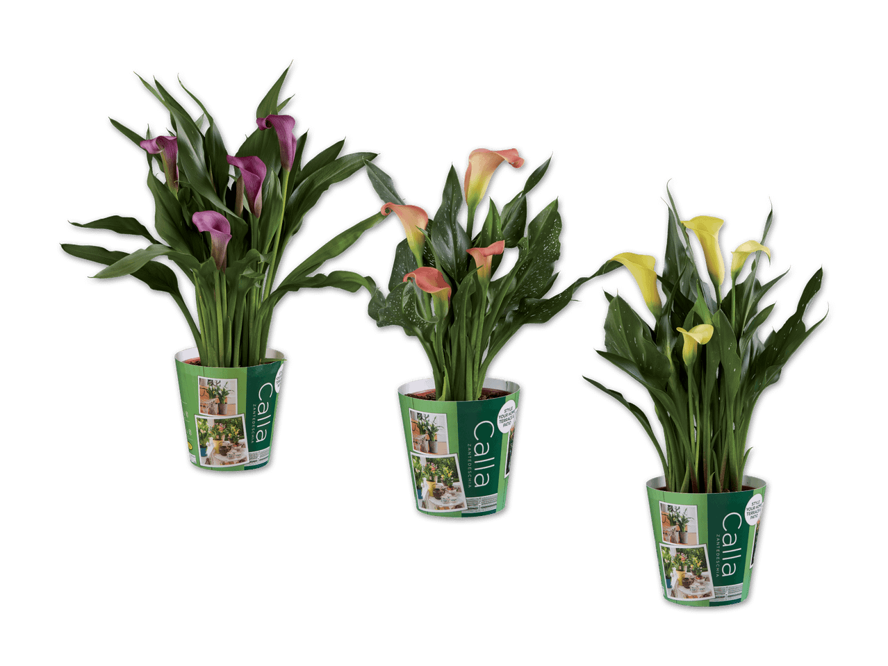 Drei Calla-Pflanzen in verschiedenen Farben in grünen Töpfen.