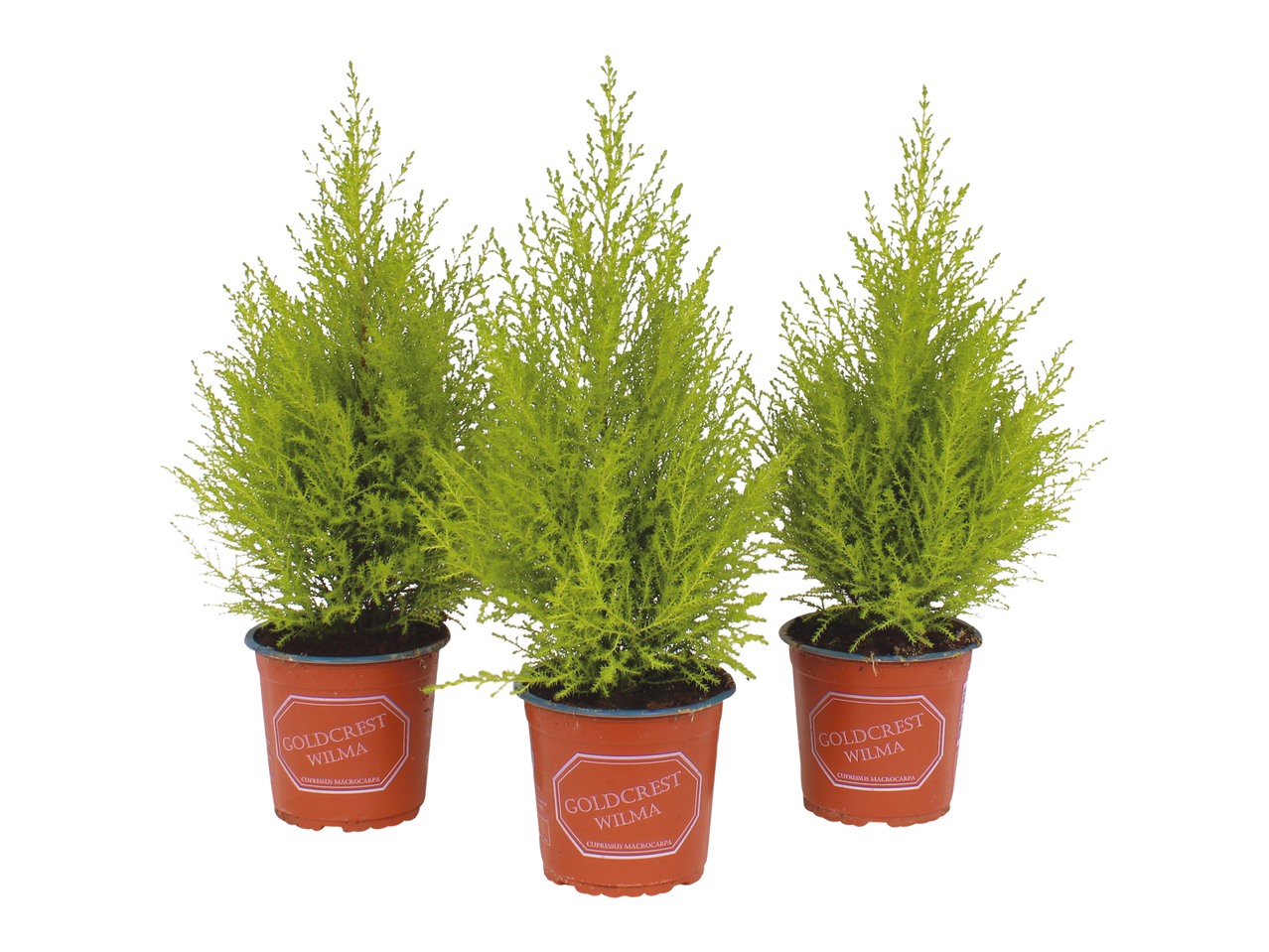 Three potted Goldcrest Wilma (Cupressus macrocarpa) plants with vibrant green foliage.