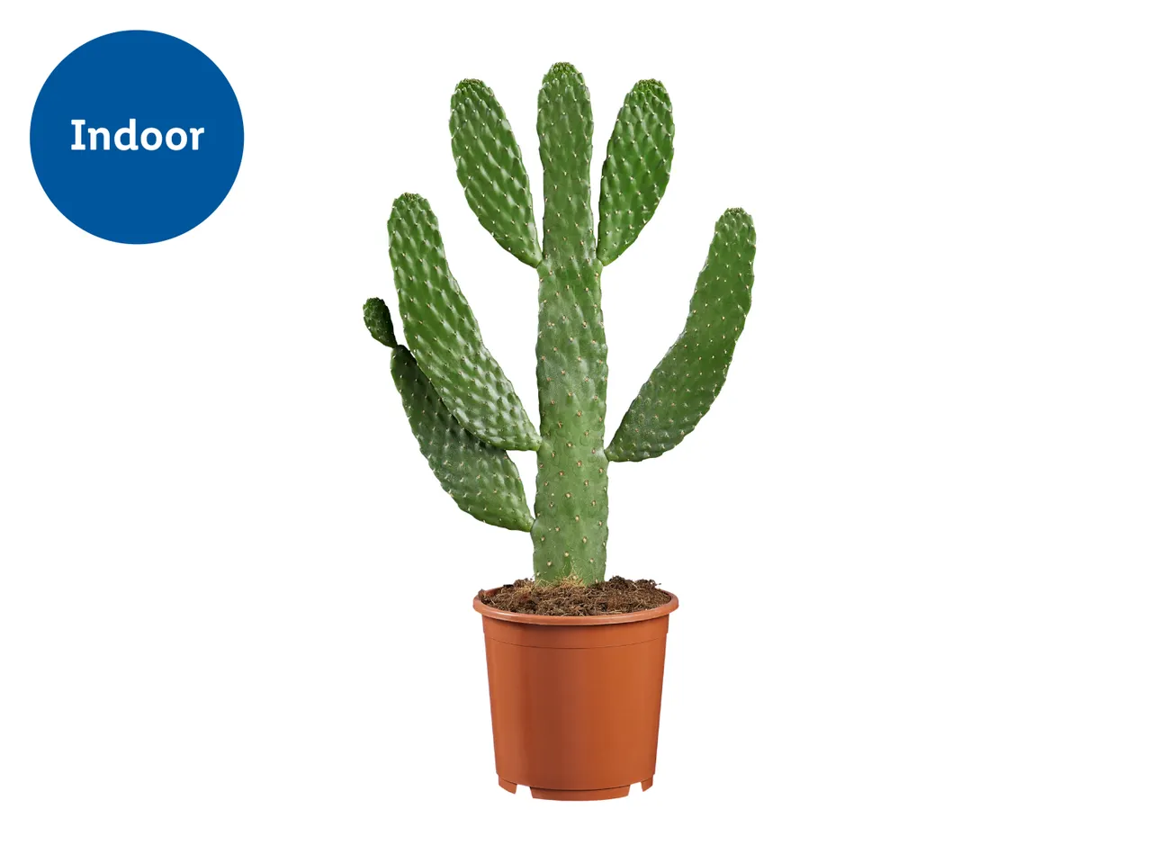 Indoor cactus in a brown pot