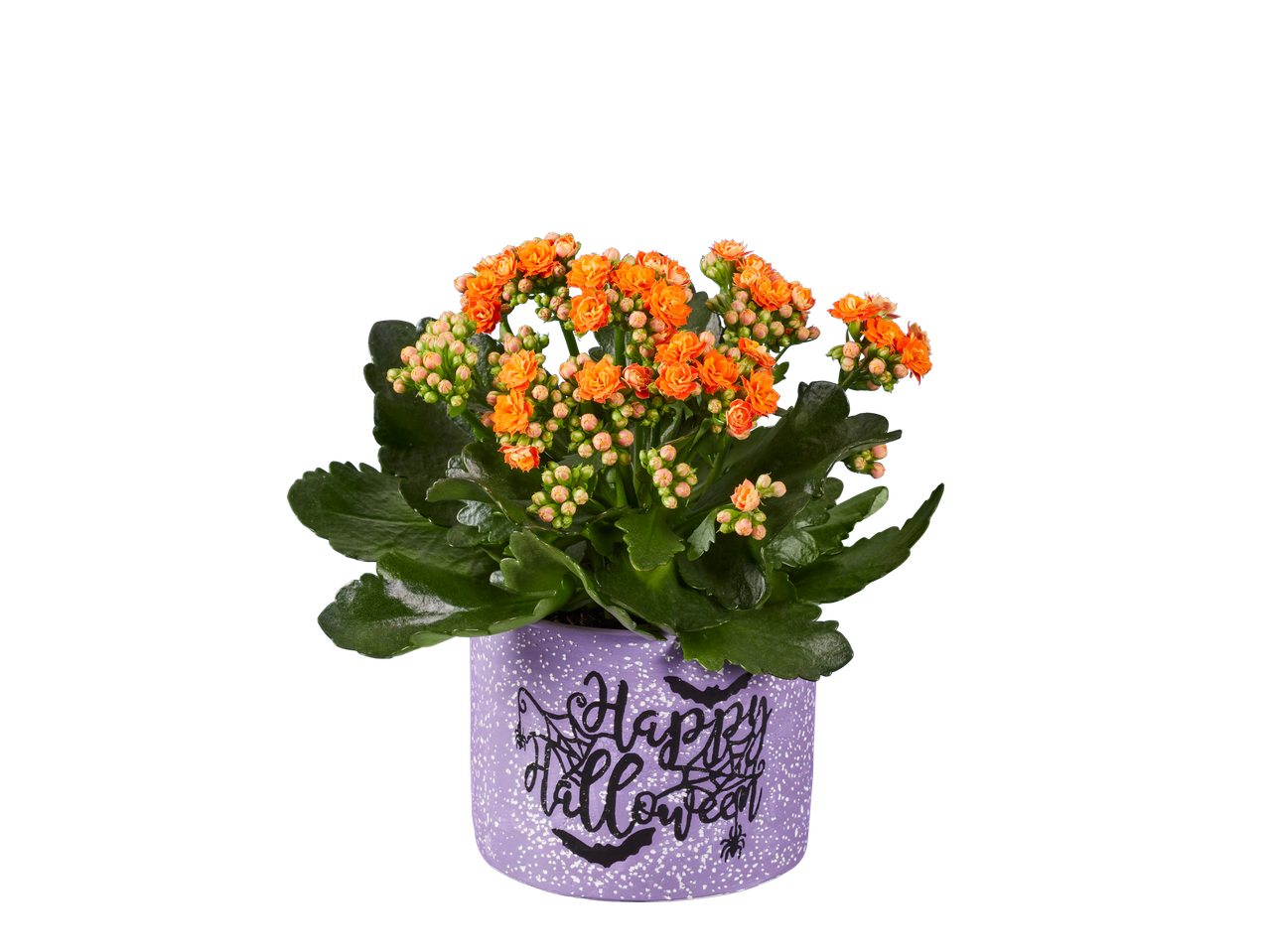 Orange kalanchoe plant in a purple pot with 'Happy Halloween' text and bats