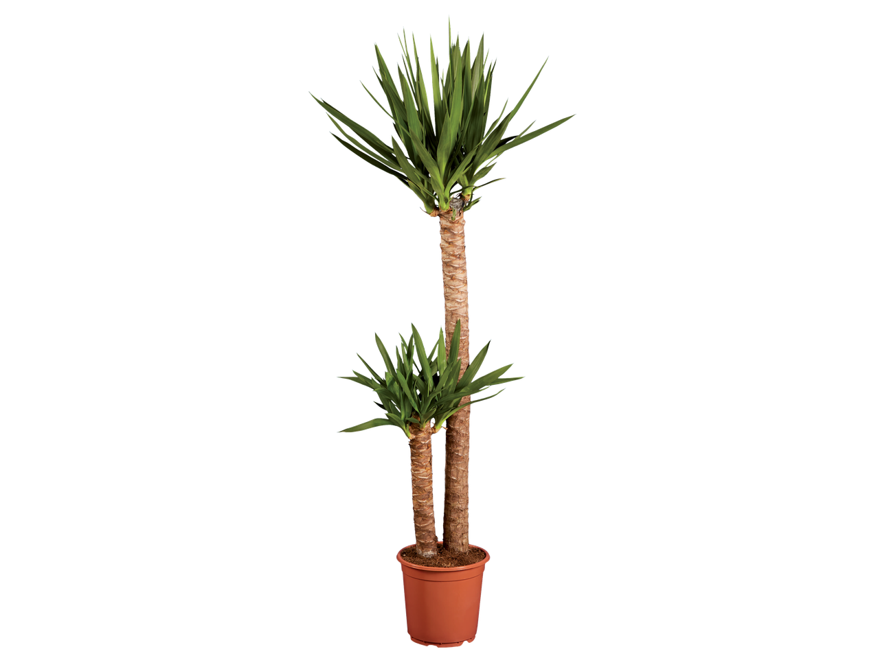 A Yucca plant with two stems in a terracotta pot.
