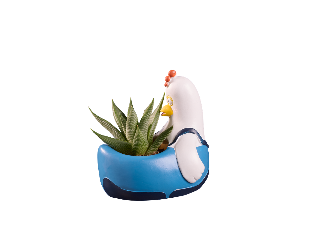 Sukulent u beloj i plavoj saksiji u obliku pileta na crnoj pozadini.