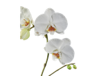 Três orquídeas brancas com pétalas delicadas e um centro amarelo-alaranjado.
