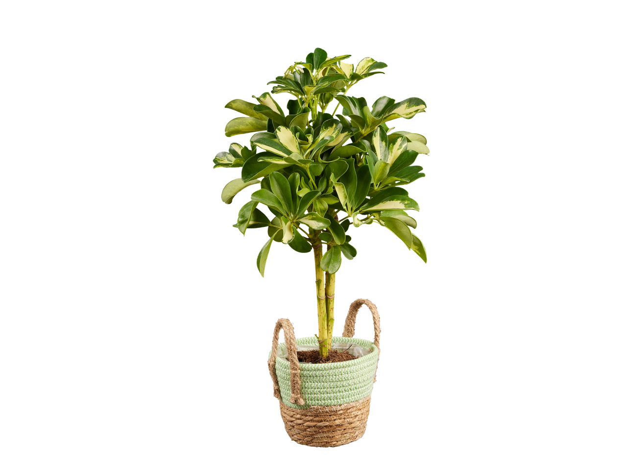 Шефлера са шареним лишћем у плетеној саксији.