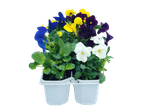Pansy bedding plants in blue, yellow, purple, and white in a white plastic tray.