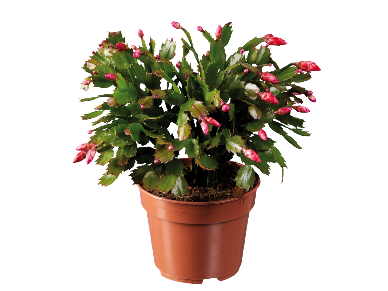 Kalėdinis kaktusas ruda vazone su rausvais pumpurais.