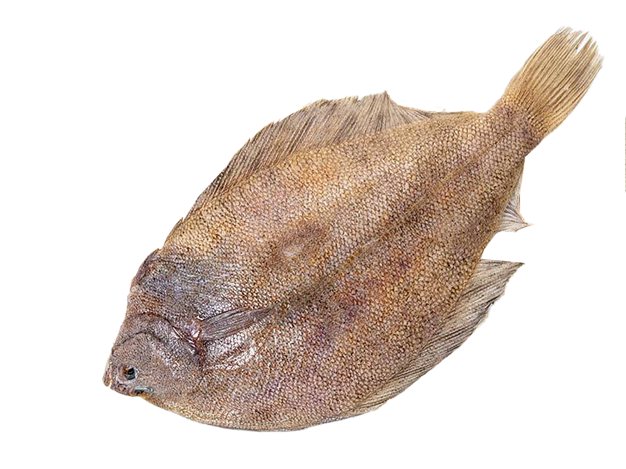 FishNet europinė plekšnė, plokščia žuvis su ruda ir dėmėta oda, juodame fone.