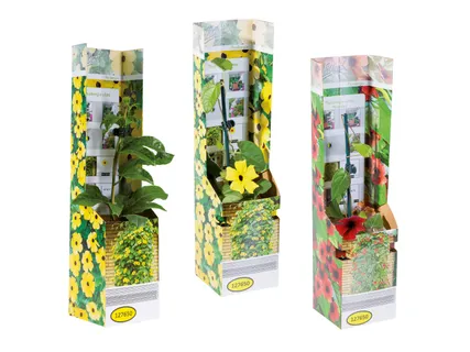 Thunbergia-Kletterpflanze