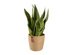 A potted snake plant in a beige pot.
