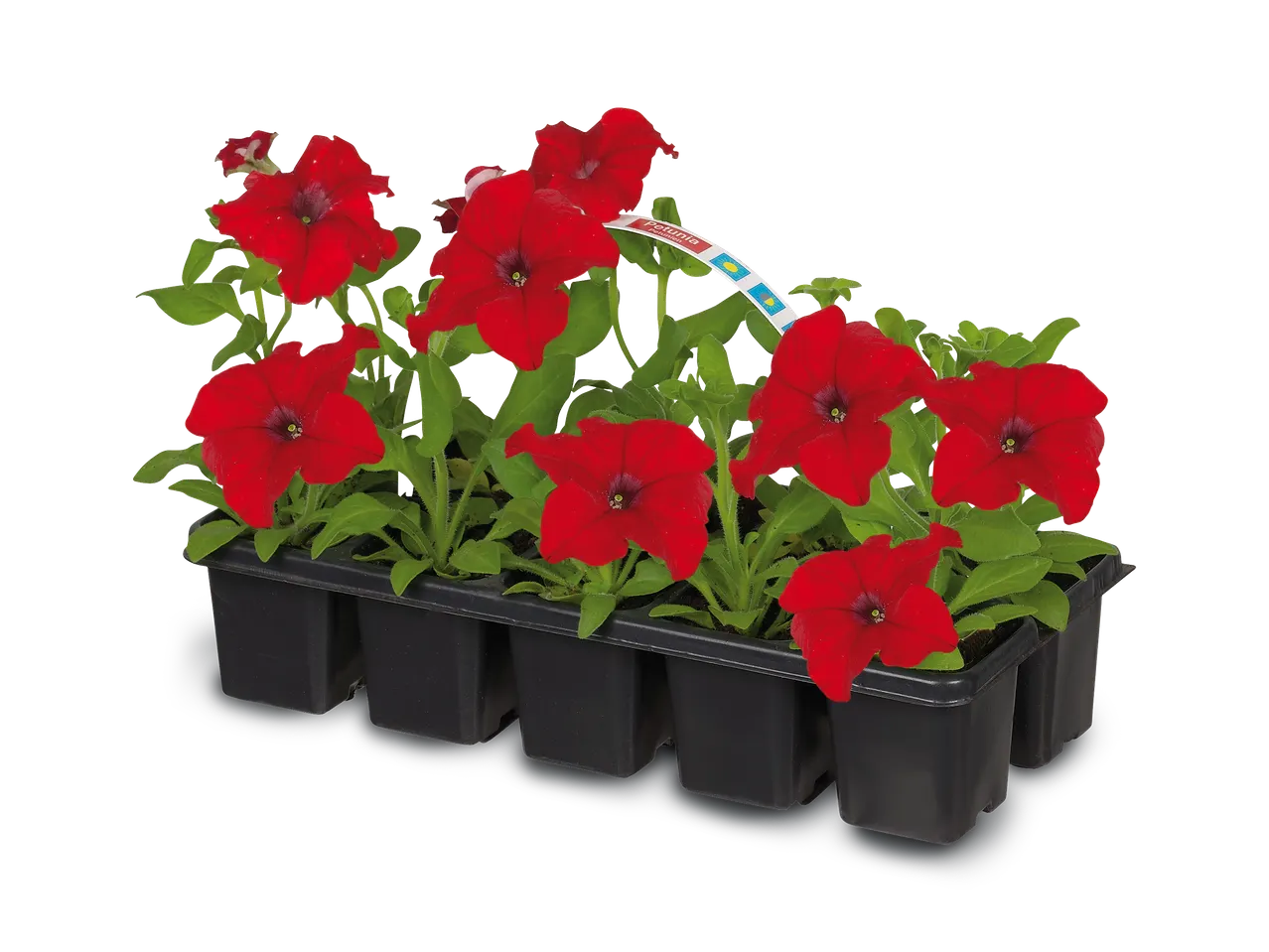 Rode petunia's in een zwarte plantenbak met een label waarop 'Petunia' staat.