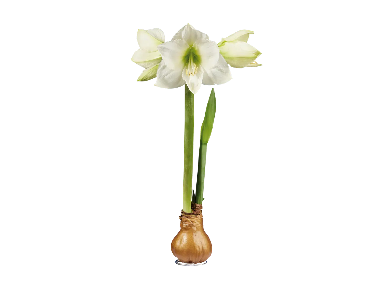 Baltas amarilio žiedas su žaliais stiebais ir auksiniu svogūnėliu juodame fone.