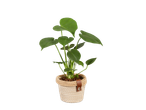 Biljka filodendron u pletenoj saksiji.