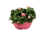 Pretty daisies in a pink pot.