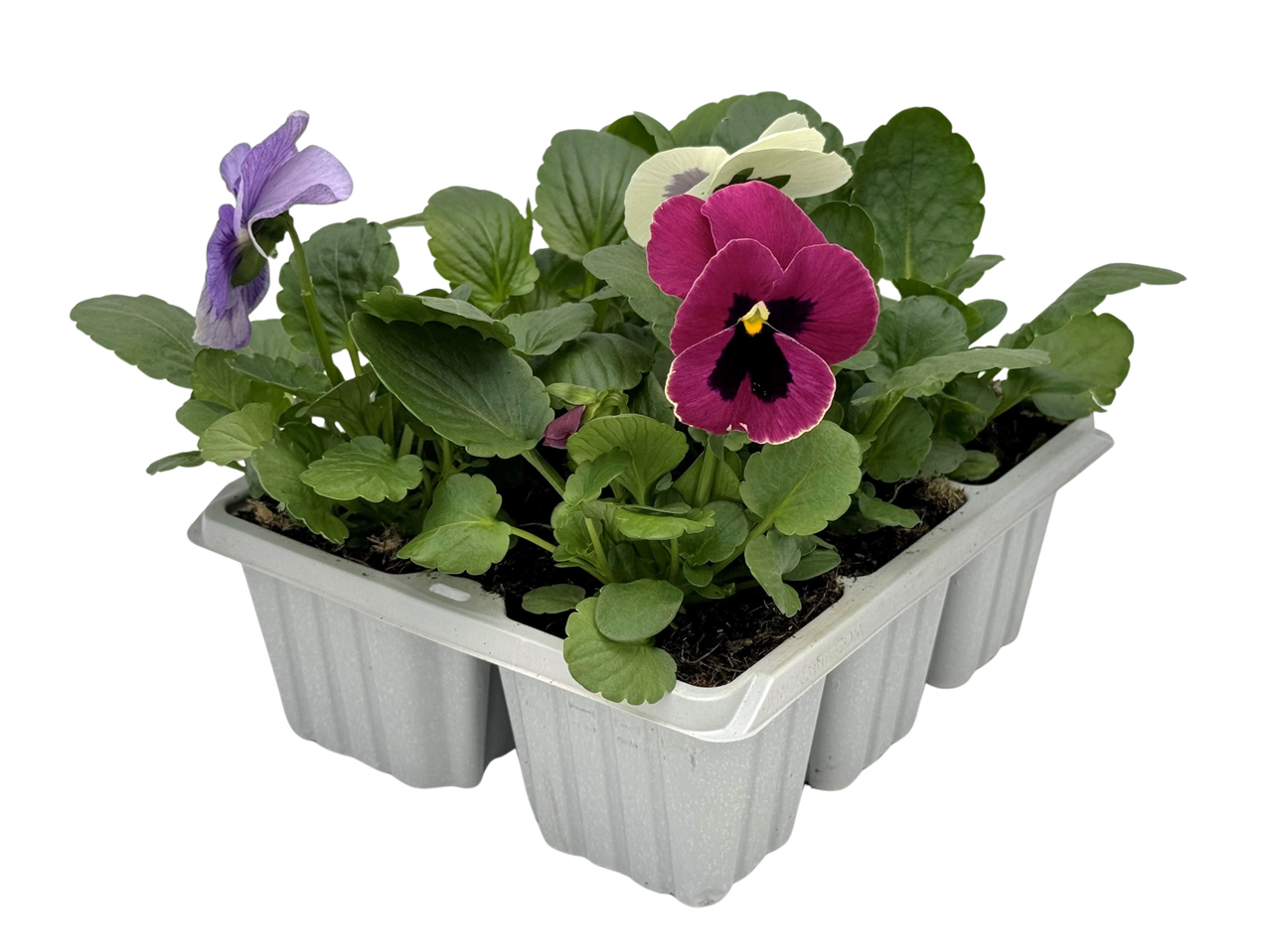 A six-pack of pansies in various colors sits in a gray plastic planter.