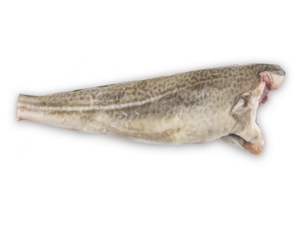 FISHNET Menkė vakuume: visa šaldyta menkė tamsiame fone.