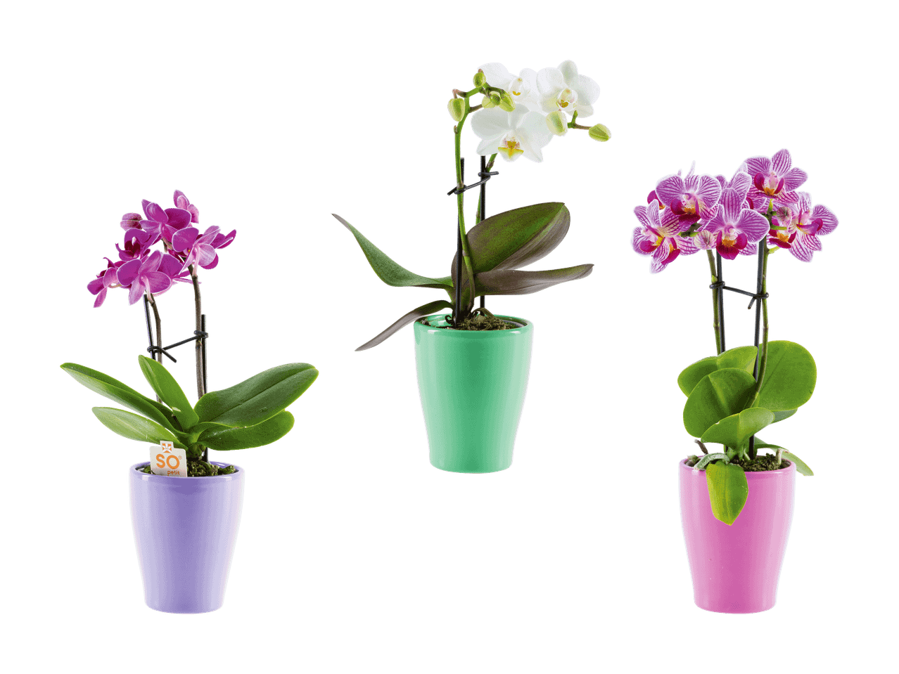 Trois orchidées Phalaenopsis en pot de couleurs différentes : violet, vert et rose.