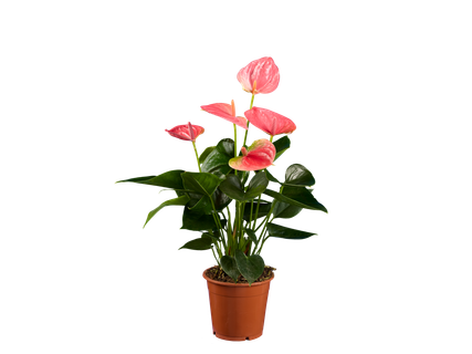 Plante înflorite în ghiveci